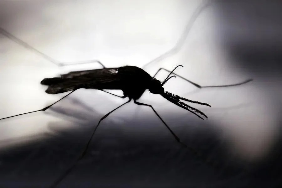 #QuintanaRoo Vecinos de Punta Allen solicitan campaña de fumigación contra mosquitos que causan dengue, chikungunya y&nbsp;zika
