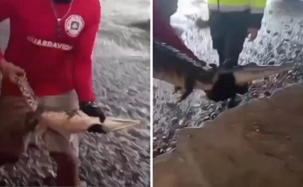 #Colima Reportan decenas de avistamientos de cocodrilos tras el paso de ‘Simon’ en&nbsp;Colima